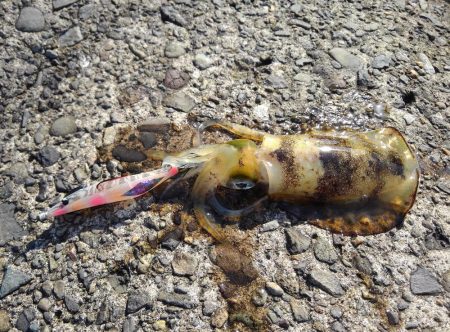 越前海岸でエギング